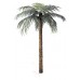 Palm Tree 2.1m