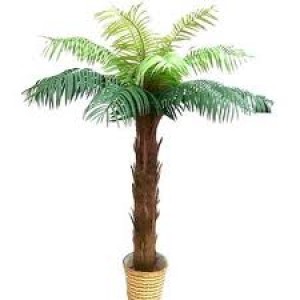 Palm Tree 2.1m