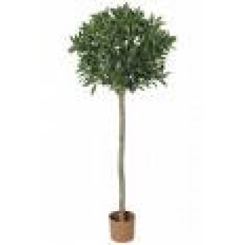 Topiary Tree - French Laurel Ball